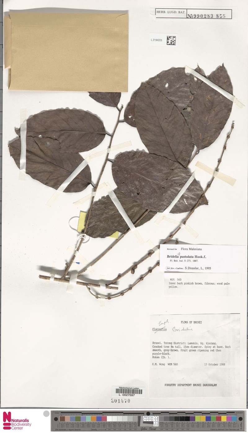 Bridelia pustulata photo 6