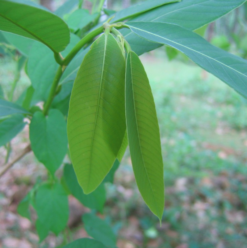 Bridelia retusa