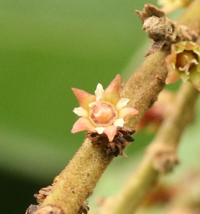 Bridelia retusa photo 6