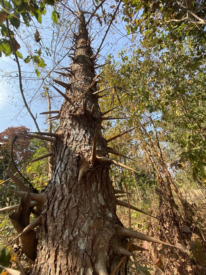 Bridelia retusa photo 7