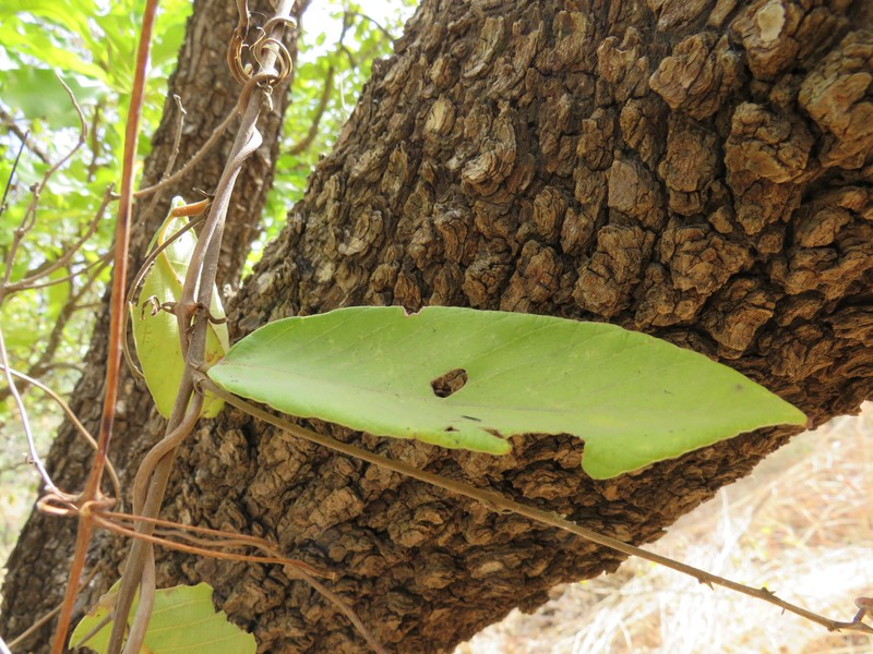 Bridelia scleroneura photo 4
