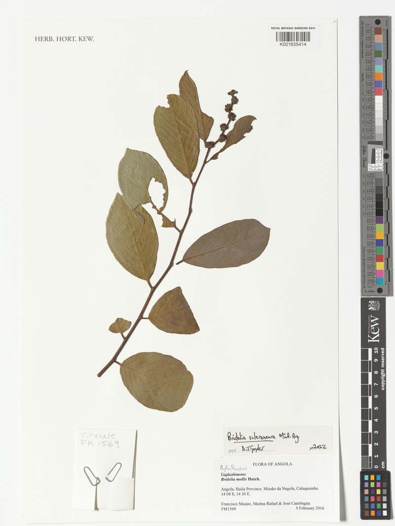 Bridelia scleroneura photo 5