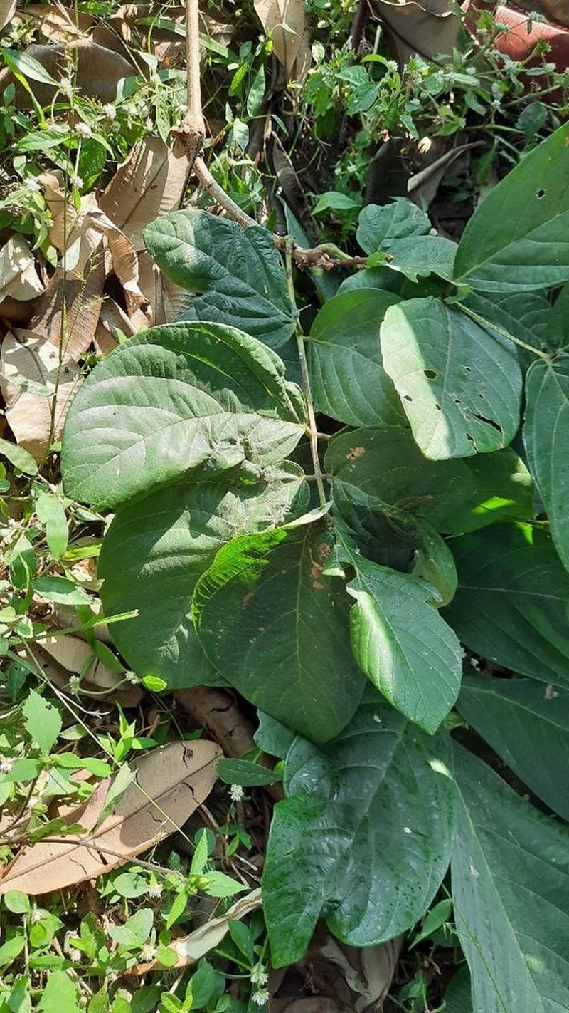 Bridelia sikkimensis