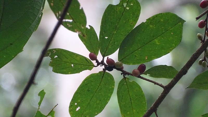 Bridelia sikkimensis photo 2