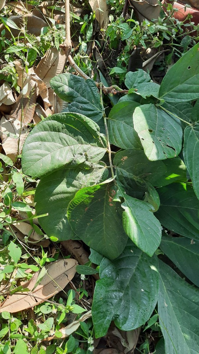 Bridelia sikkimensis photo 3