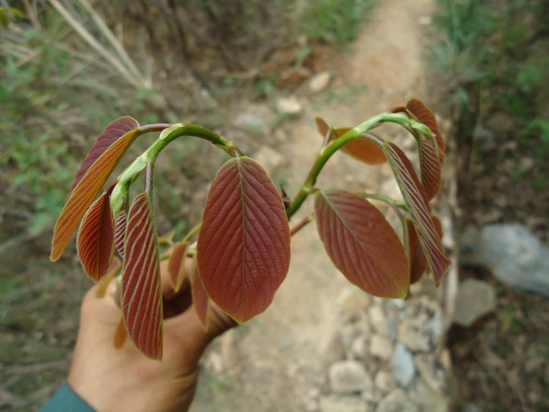 Bridelia sikkimensis photo 4