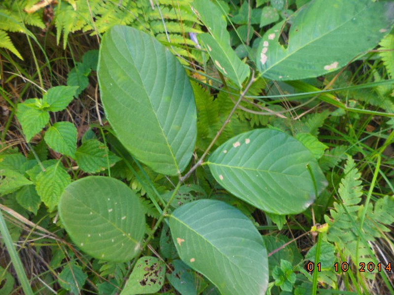 Bridelia sikkimensis photo 5