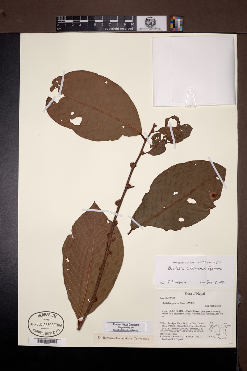 Bridelia sikkimensis photo 6