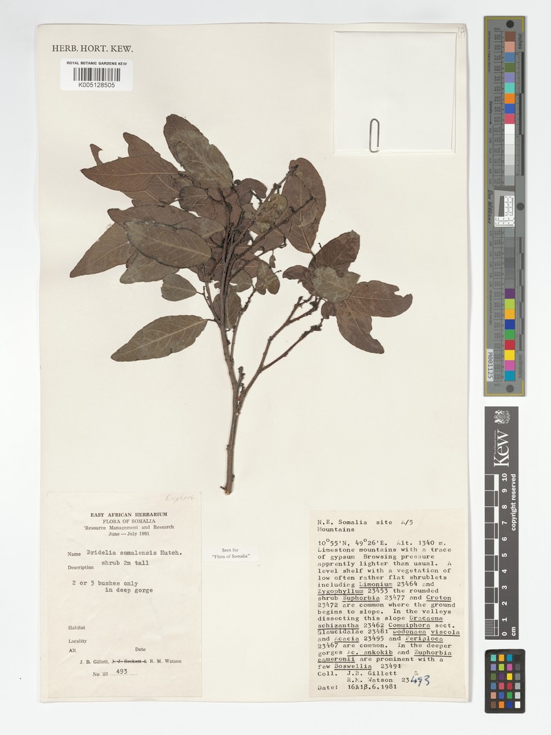 Bridelia somalensis