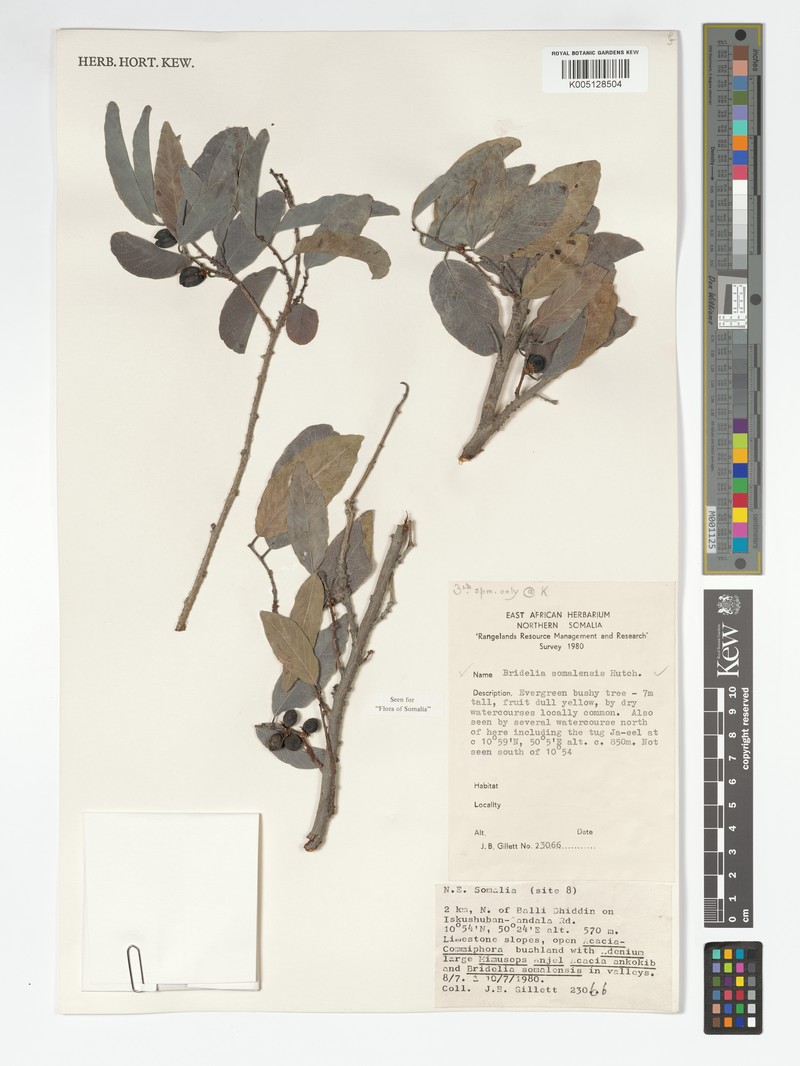 Bridelia somalensis photo 2