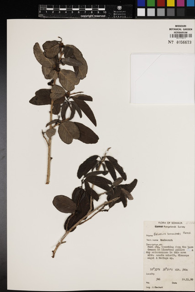 Bridelia somalensis photo 3