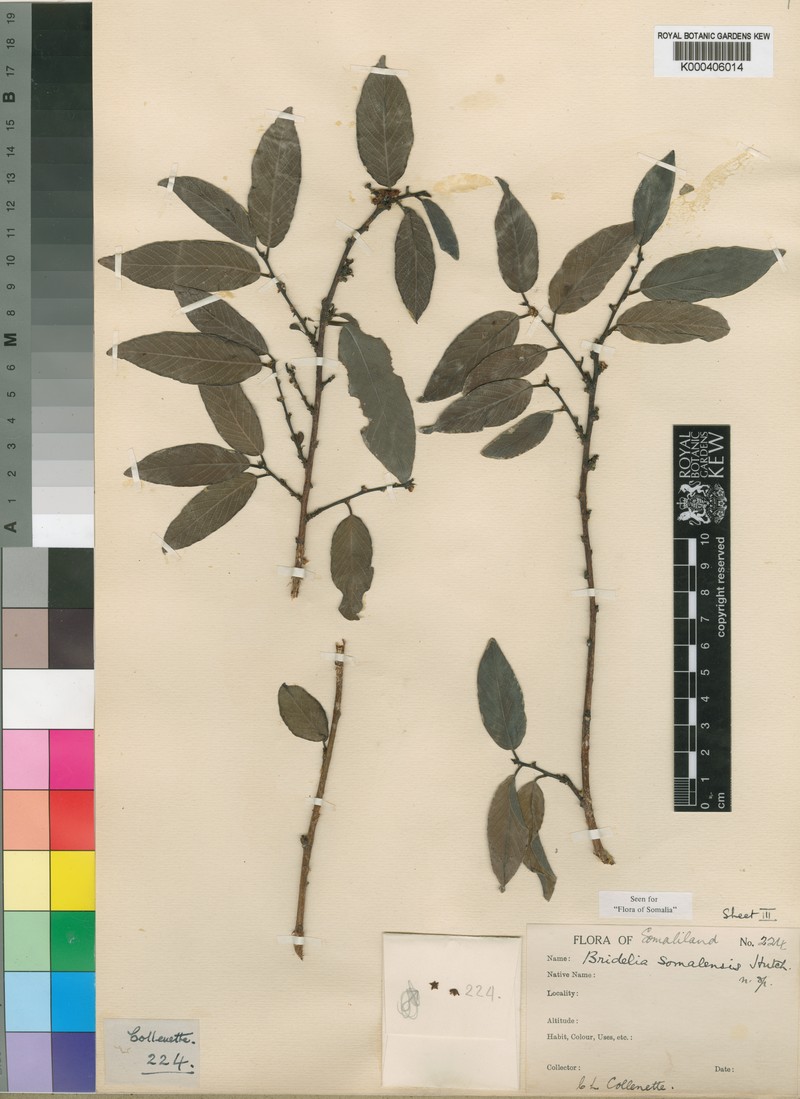 Bridelia somalensis photo 4