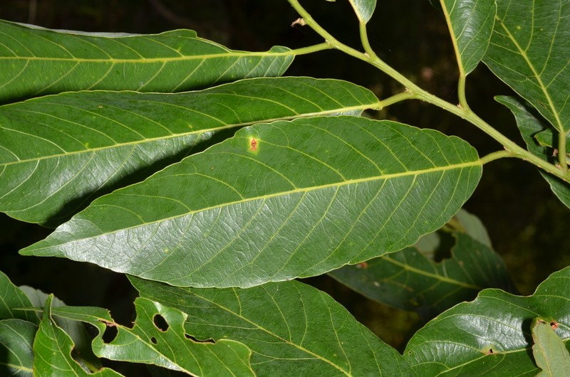 Bridelia speciosa