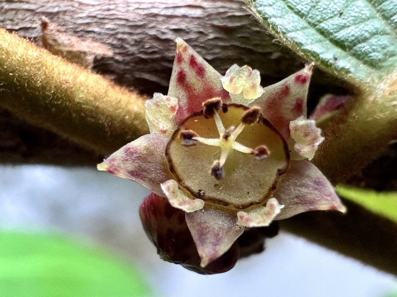 Bridelia stipularis photo 2