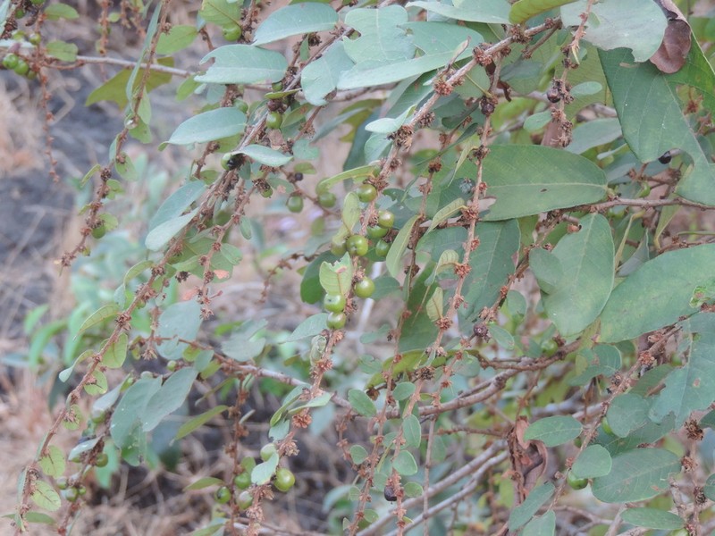 Bridelia stipularis photo 4