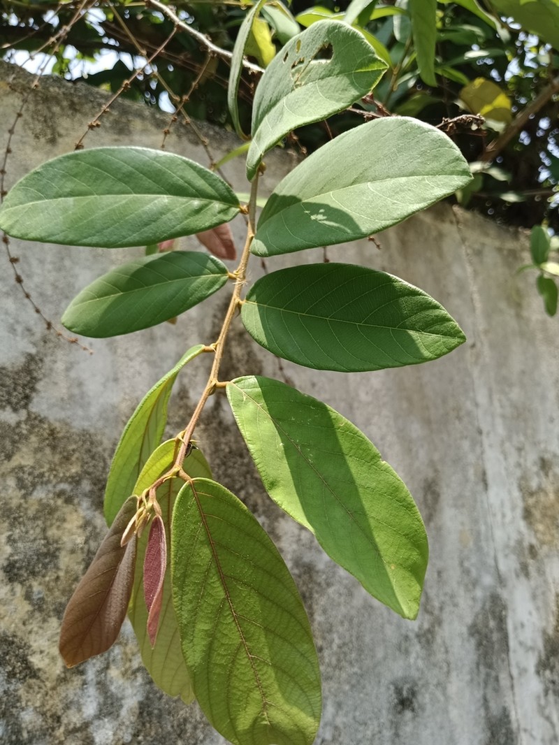 Bridelia stipularis photo 6