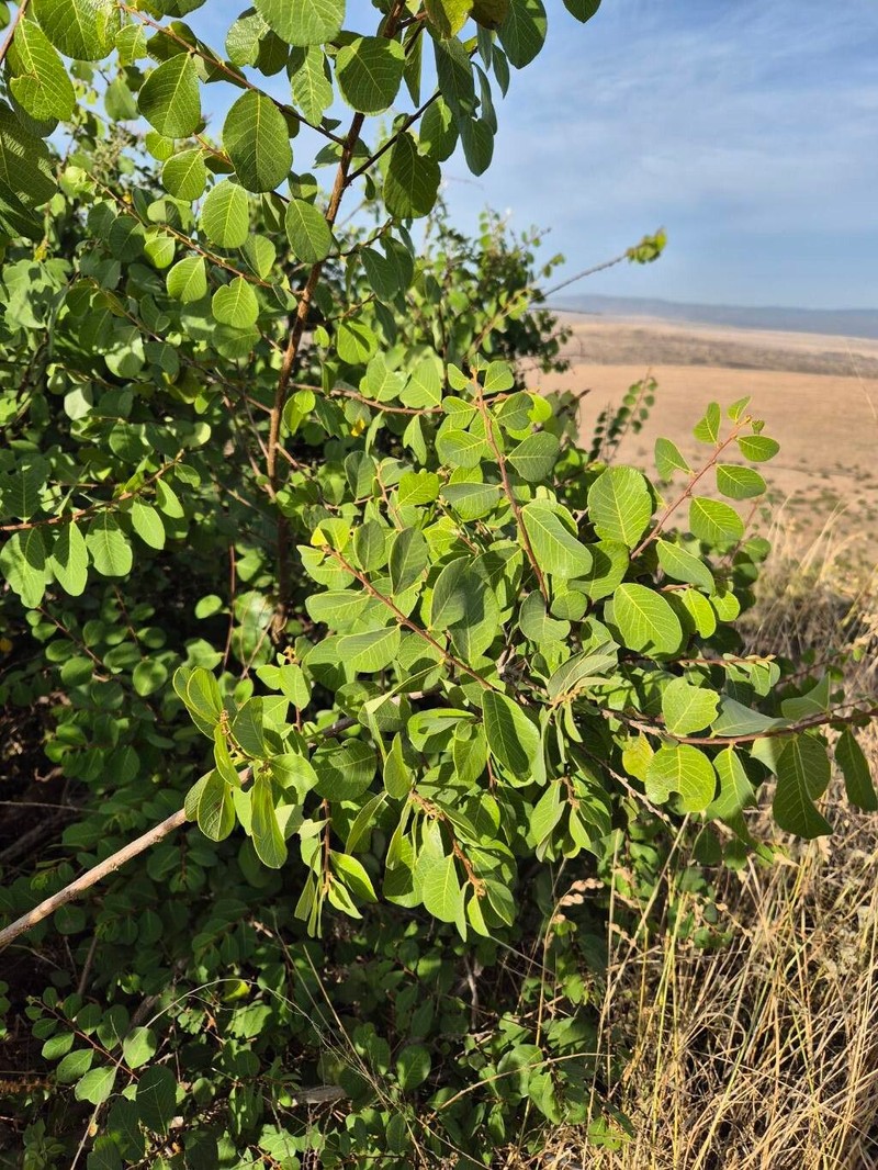 Bridelia taitensis
