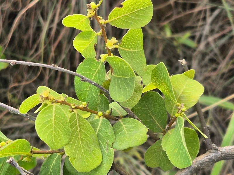 Bridelia taitensis photo 2