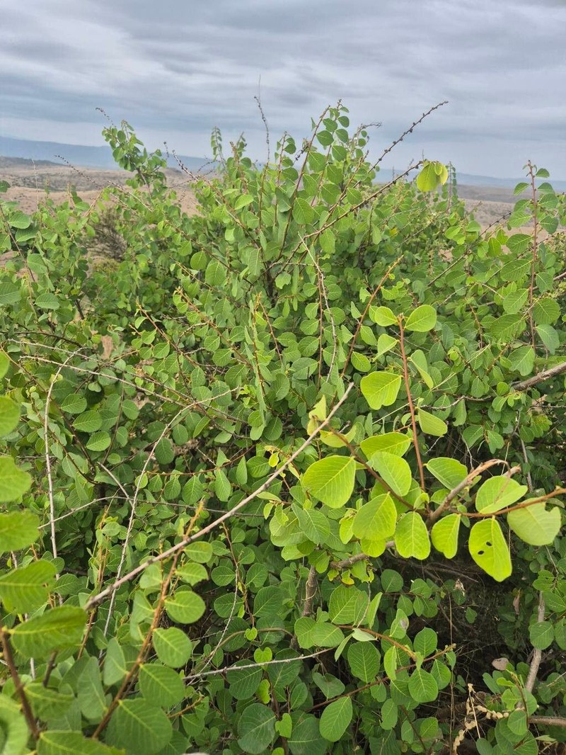 Bridelia taitensis photo 3