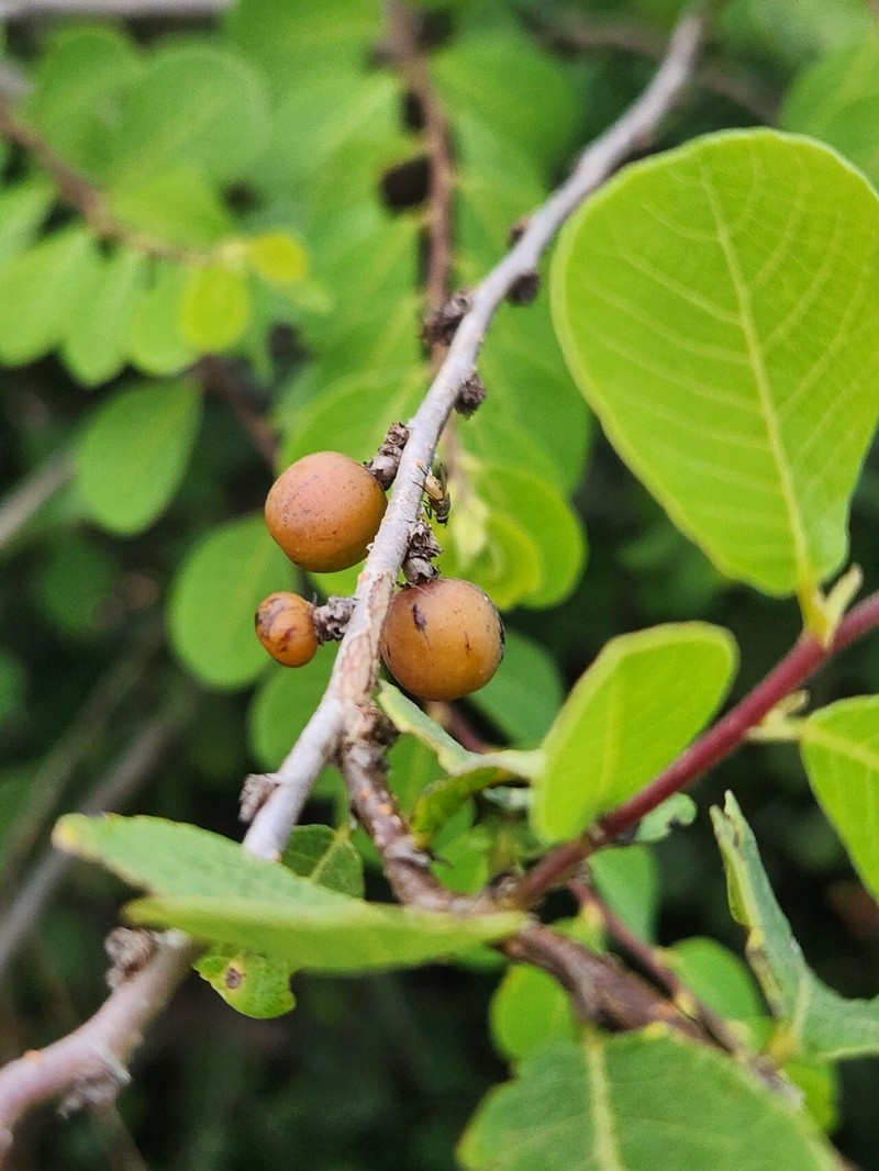 Bridelia taitensis photo 4