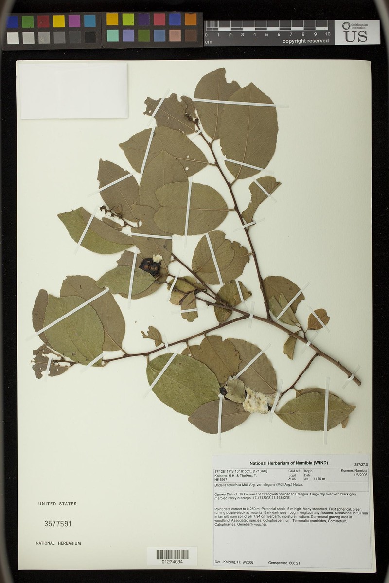 Bridelia tenuifolia photo 2