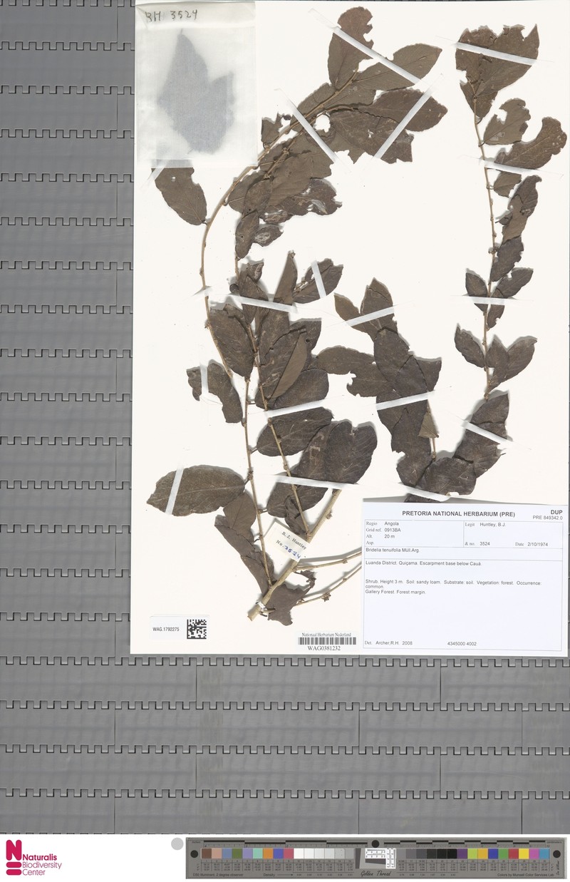 Bridelia tenuifolia photo 3