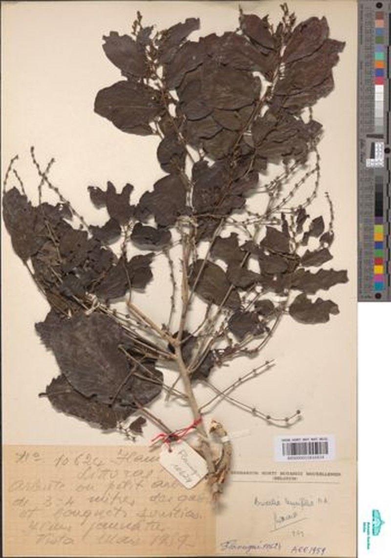 Bridelia tenuifolia photo 4