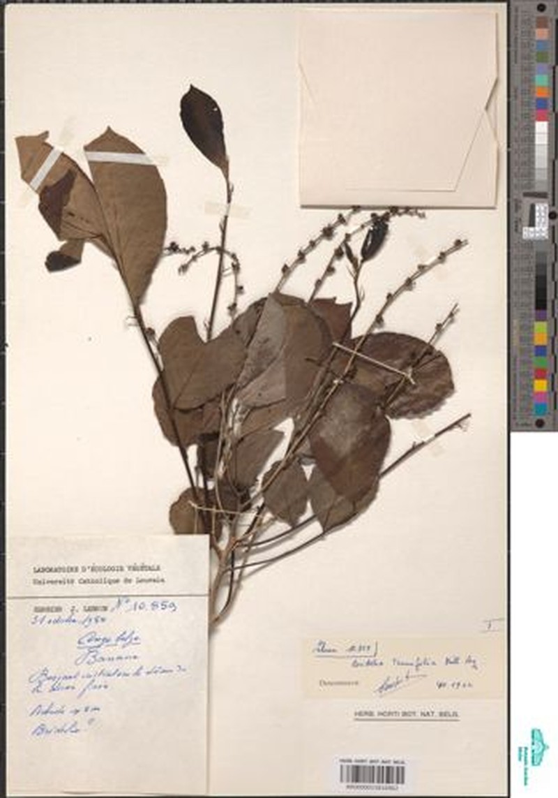 Bridelia tenuifolia photo 5