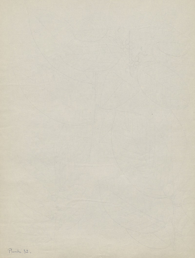 Bridelia tenuifolia photo 6