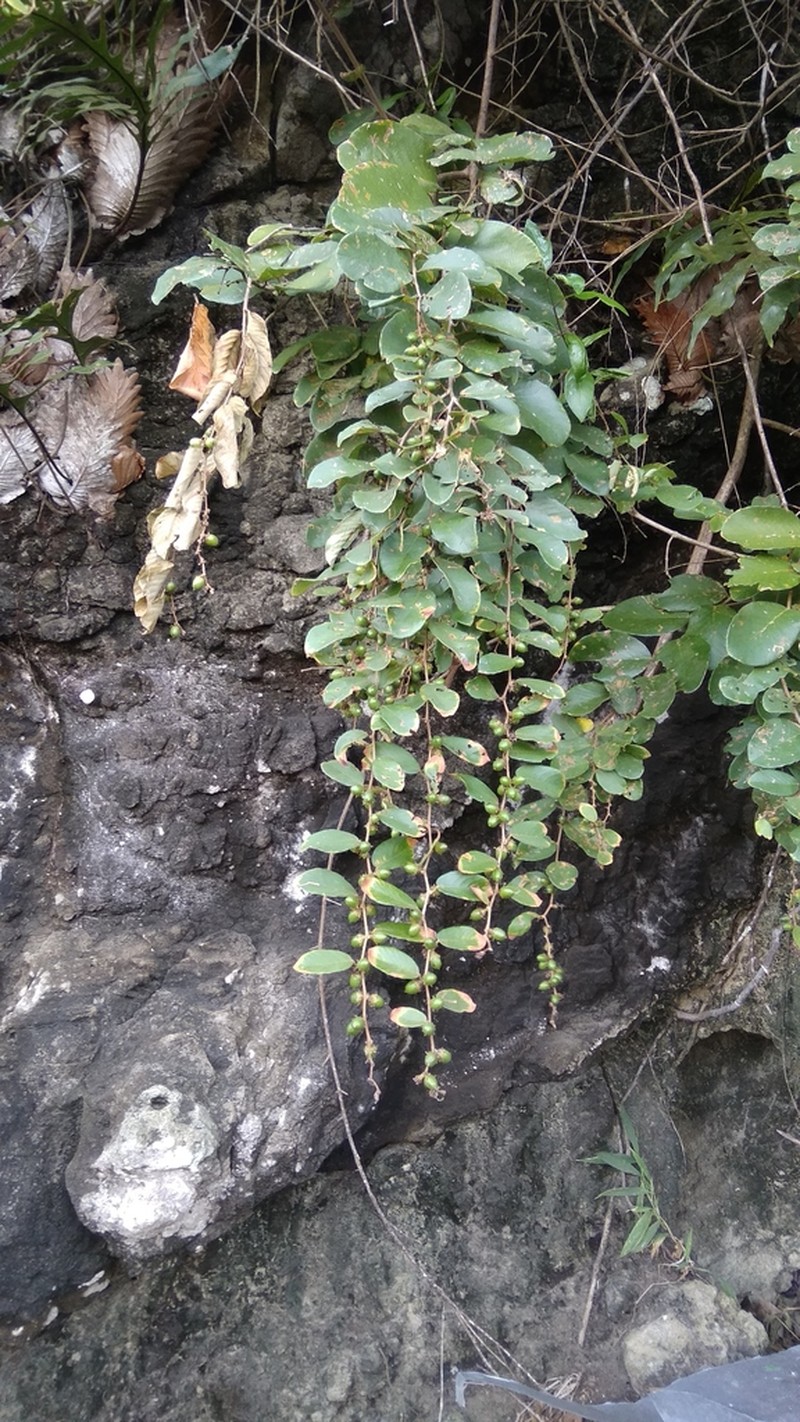 Bridelia tomentosa