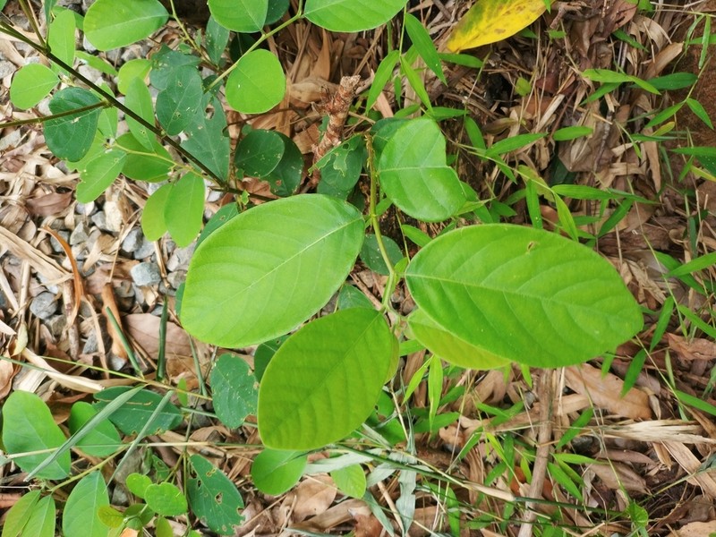 Bridelia tomentosa photo 2