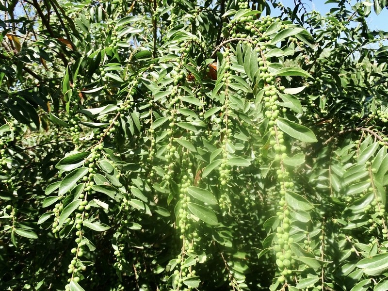 Bridelia tomentosa photo 3