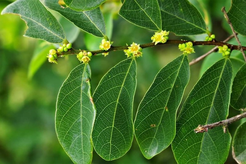 Bridelia tomentosa photo 4