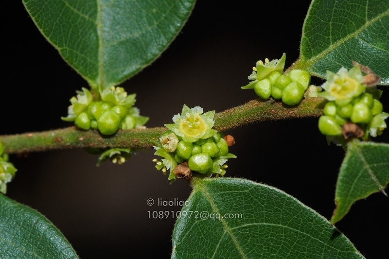 Bridelia tomentosa photo 5
