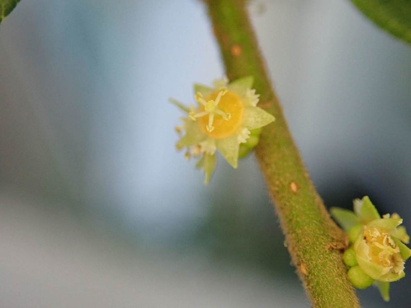 Bridelia tomentosa photo 7