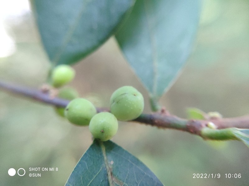 Bridelia tomentosa photo 8