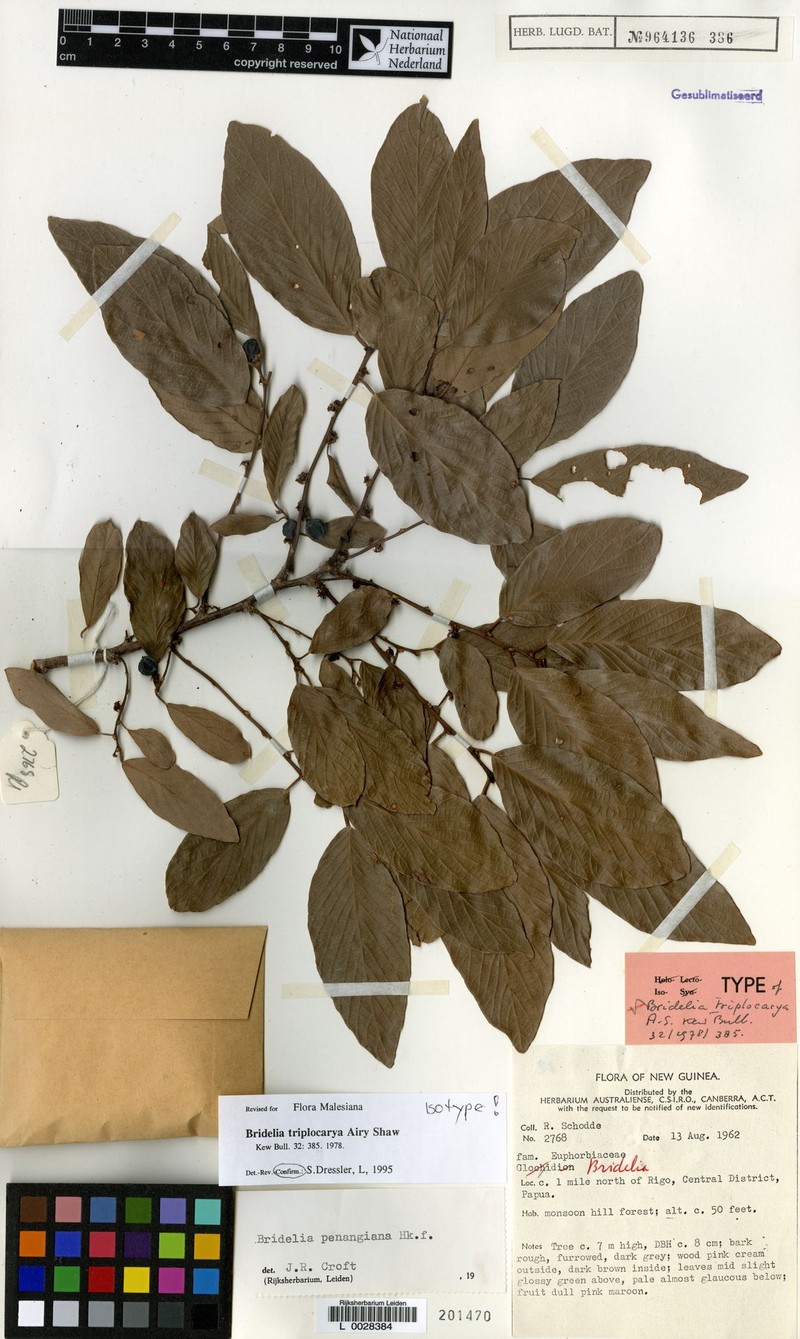 Bridelia triplocarya