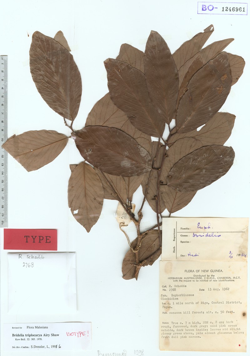 Bridelia triplocarya photo 2