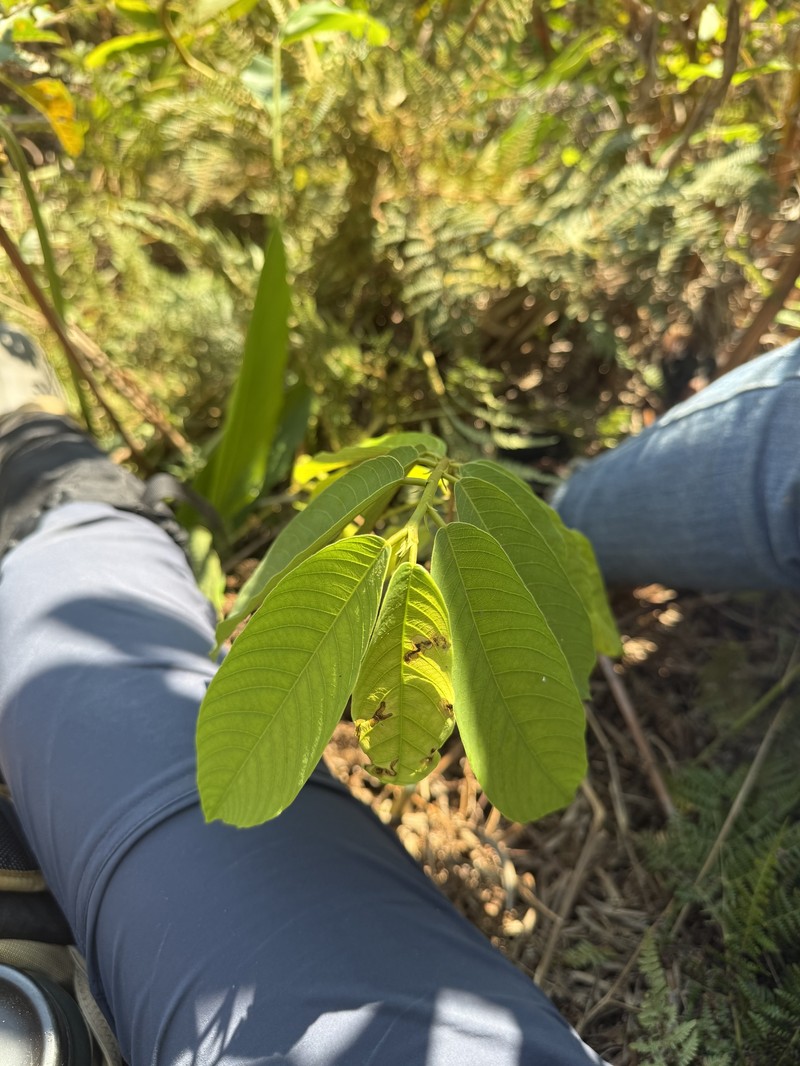 Bridelia tulasneana photo 5