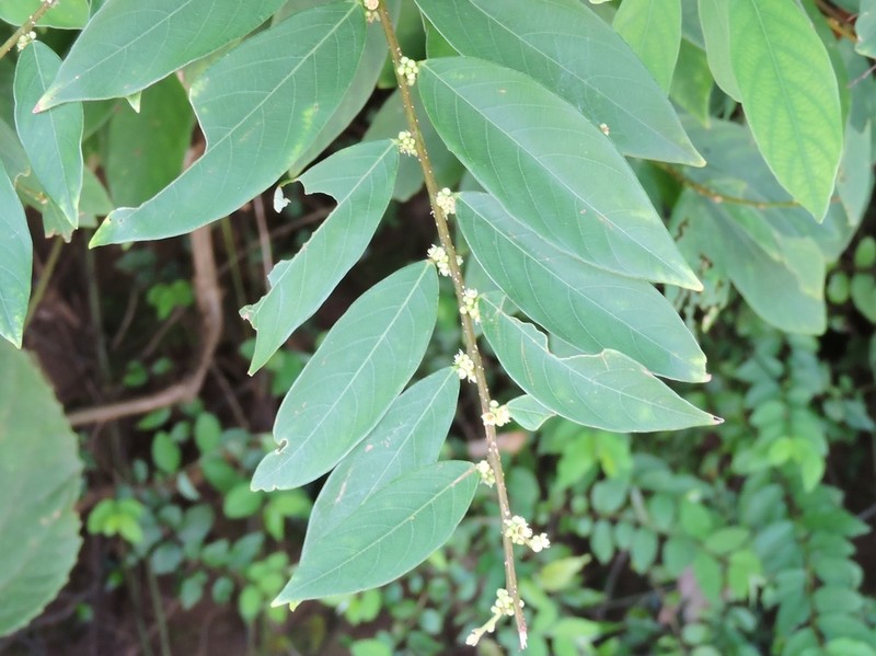 Bridelia verrucosa photo 3