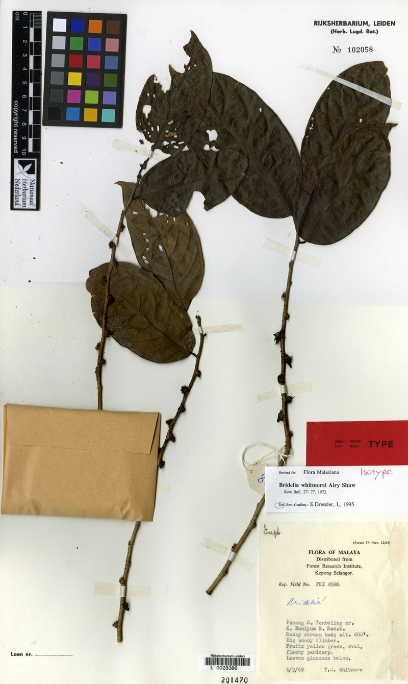 Bridelia whitmorei