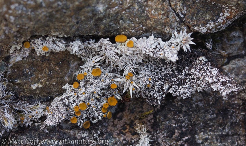 Brigantiaea Lichen
