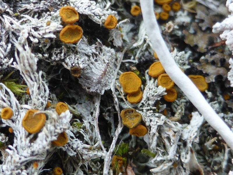 Brigantiaea Lichen photo 2