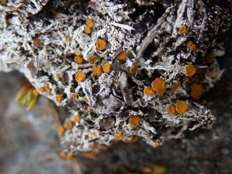 Brigantiaea Lichen photo 4