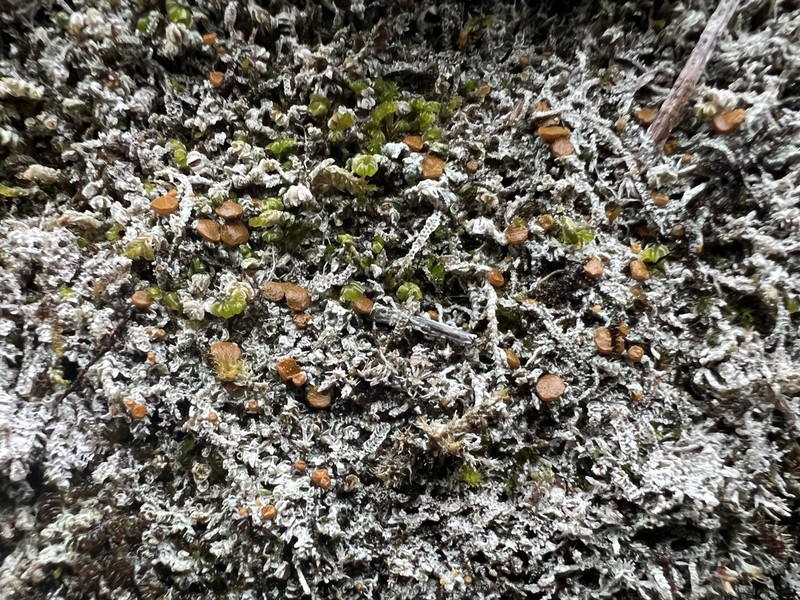 Brigantiaea Lichen photo 5