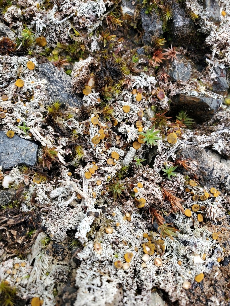 Brigantiaea Lichen photo 6