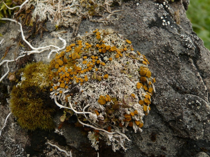 Brigantiaea Lichen photo 7
