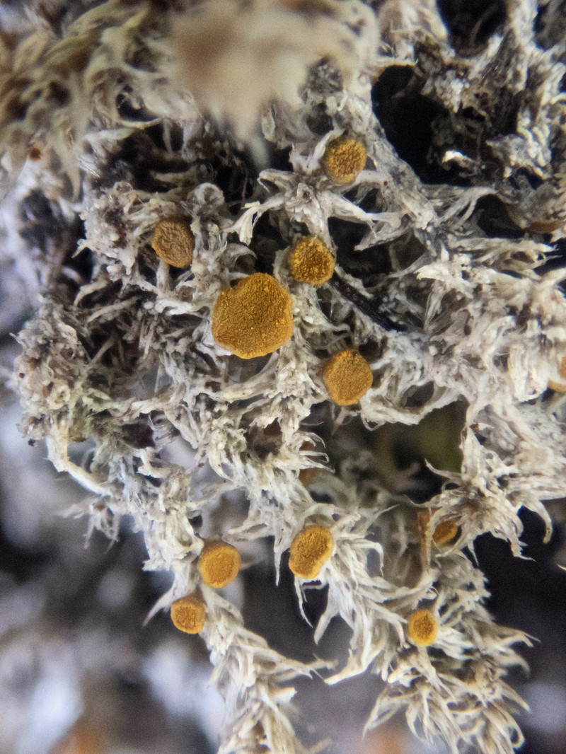 Brigantiaea Lichen photo 8