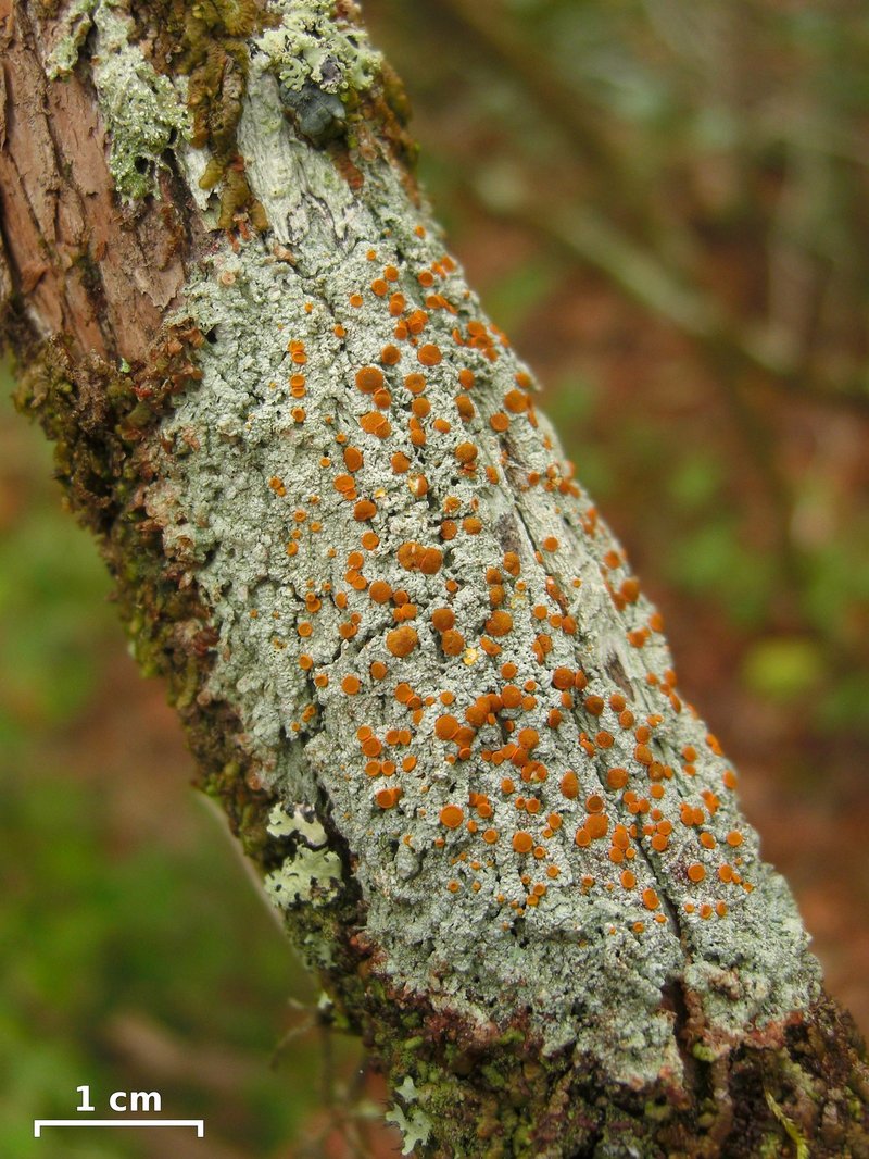 Brigantiaea Lichen