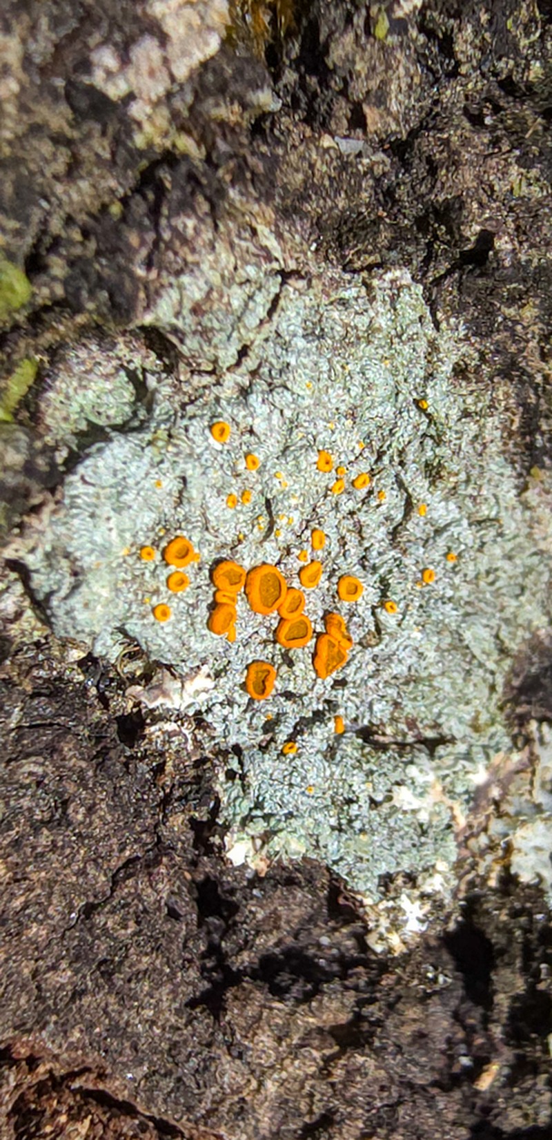 Brigantiaea Lichen photo 2